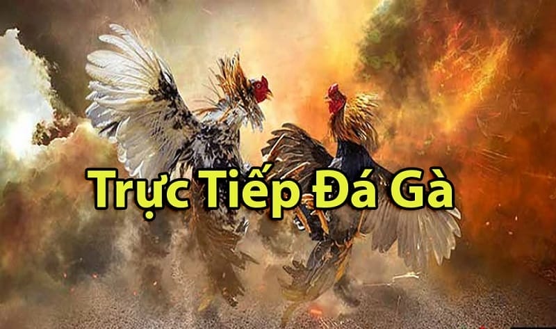 https://www.seolab.pw/tim-hieu-ve-da-ga-thomo-campuchia/